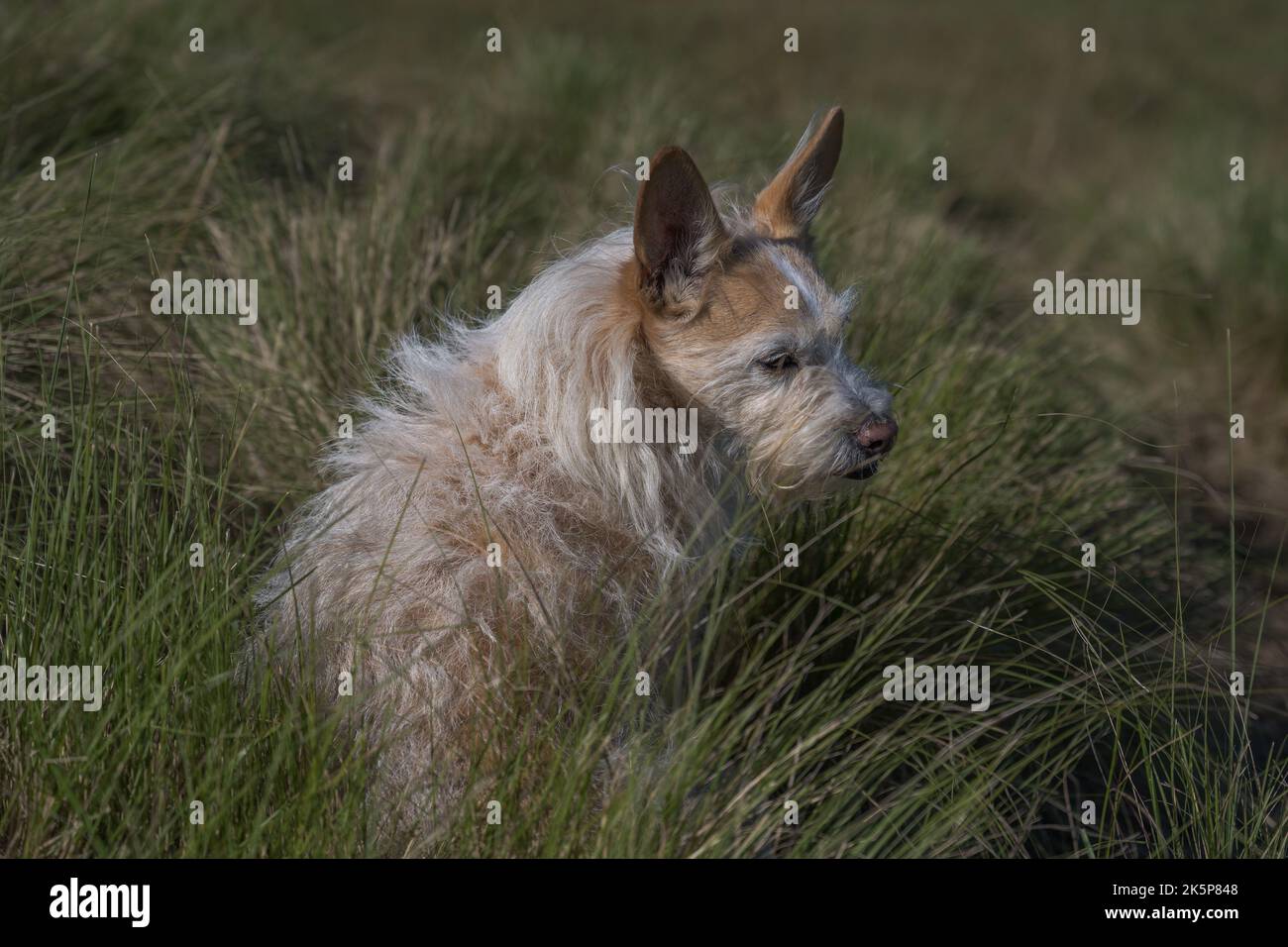 View of Dog sitting in tall grass Stock Photo - Alamy