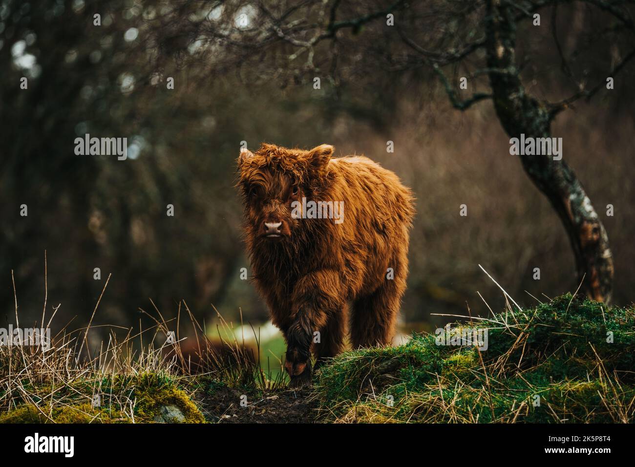 The Young Highland Cow "Coo" in the Scottish Highlands UK Stock Photo ...