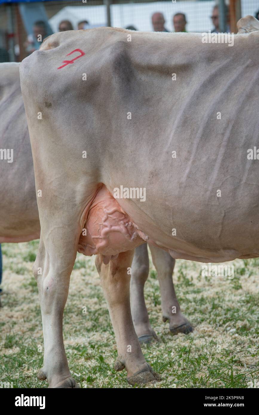 Serina Bergamo Italy 21 September 2022: Serina Livestock Fair, the largest cattle show in the Bergamo valleys Stock Photo