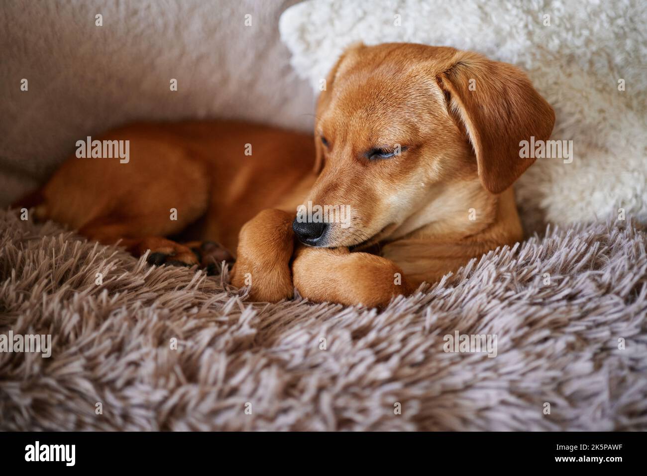 Cute ginger puppy with lonely emotion sleeping on a fluffy grey blanket. Brown cute doggy resting on a bed. High quality photo Stock Photo