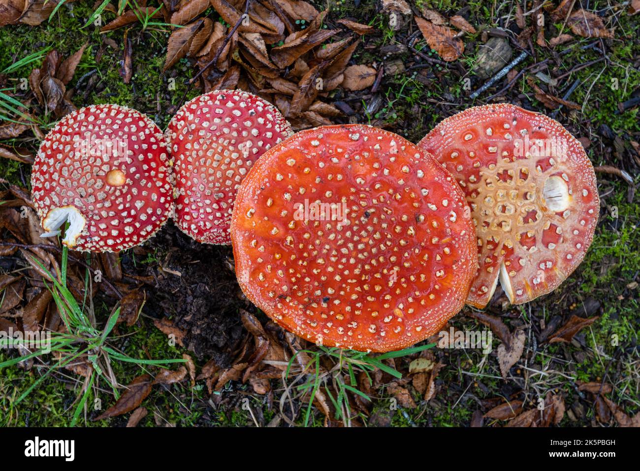 Fly agaric toadstools (Amanita muscaria), a group of the red mushrooms with white spots during autumn, England, UK Stock Photo