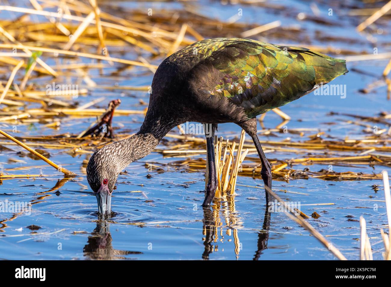 A White Faced Ibis (Plegadis chihi) poses for a photo at the Merced National Wildlife Refuge in the Central Valley of California USA Stock Photo