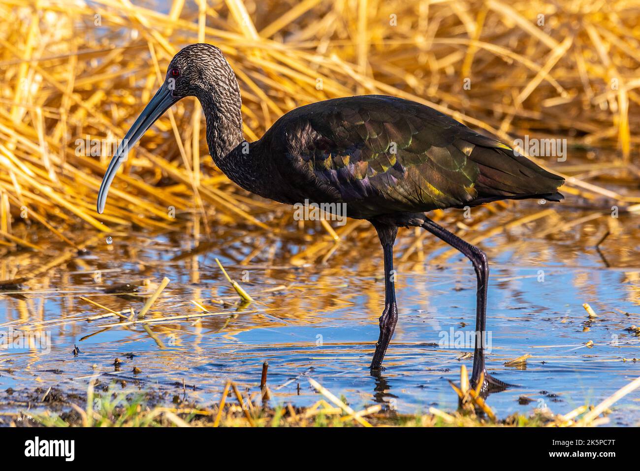 A White Faced Ibis (Plegadis chihi) poses for a photo at the Merced