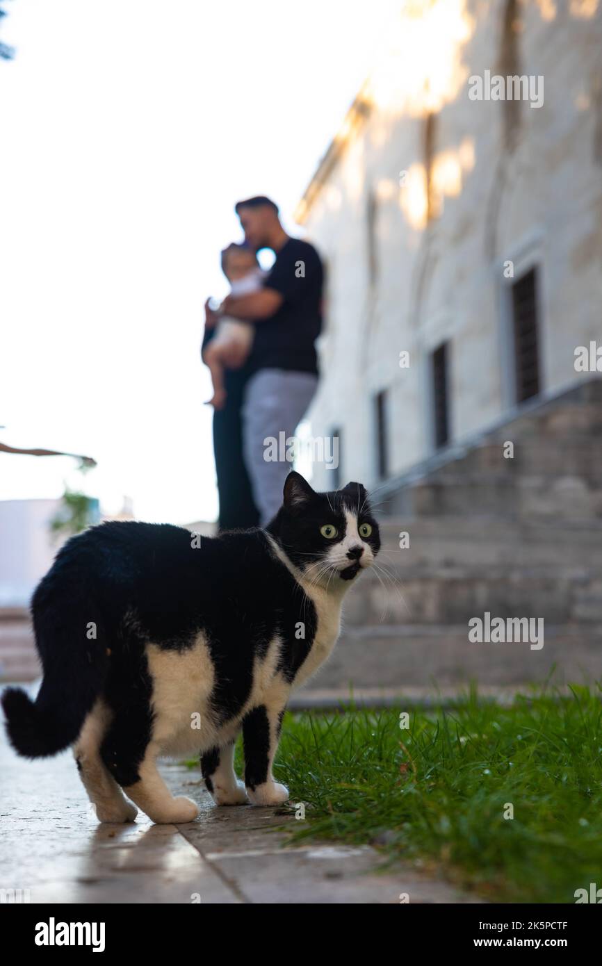 Stray cats of Istanbul. A stray cat in the garden of a mosque. Turkish
