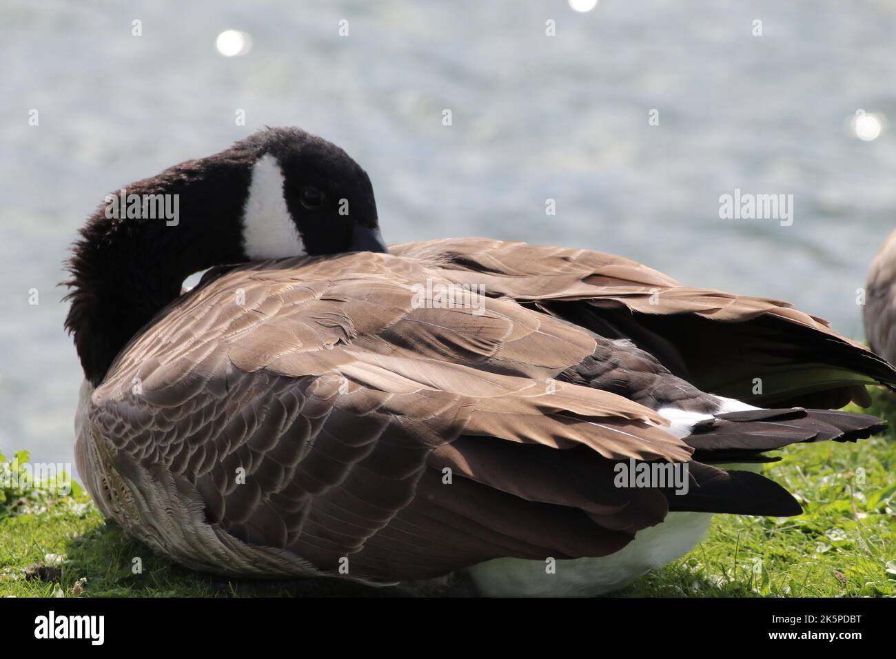 A closeup of a Canadian goose sleeping on the edge of the water Stock
