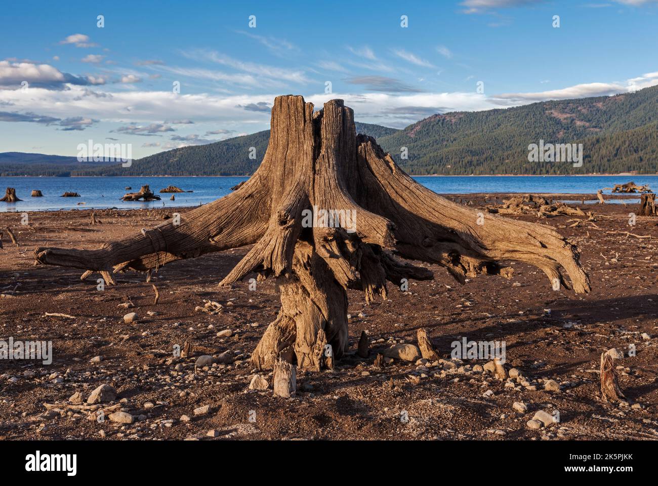 Drought exposes the tap root and trunk of a long ago submerged tree in the low waters of Lake Almanor in Northern California. Stock Photo