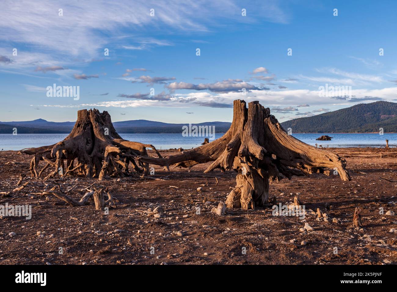 Drought exposes the tap root and trunk of a long ago submerged trees in the low waters of Lake Almanor in Northern California. Stock Photo