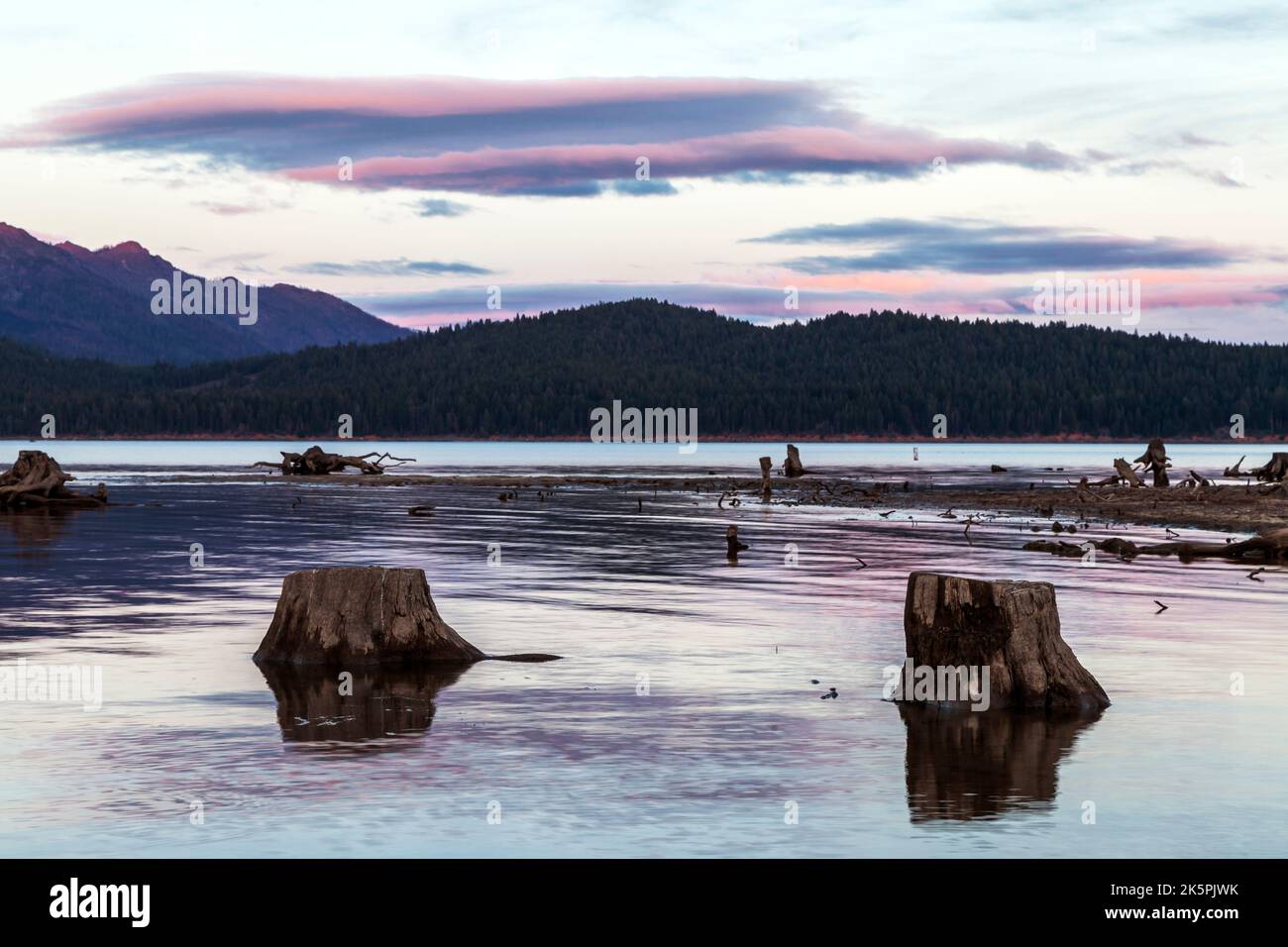Drought in Northern California causes the water in Lake Almanor to recede exposing submerged tree trunks. Stock Photo