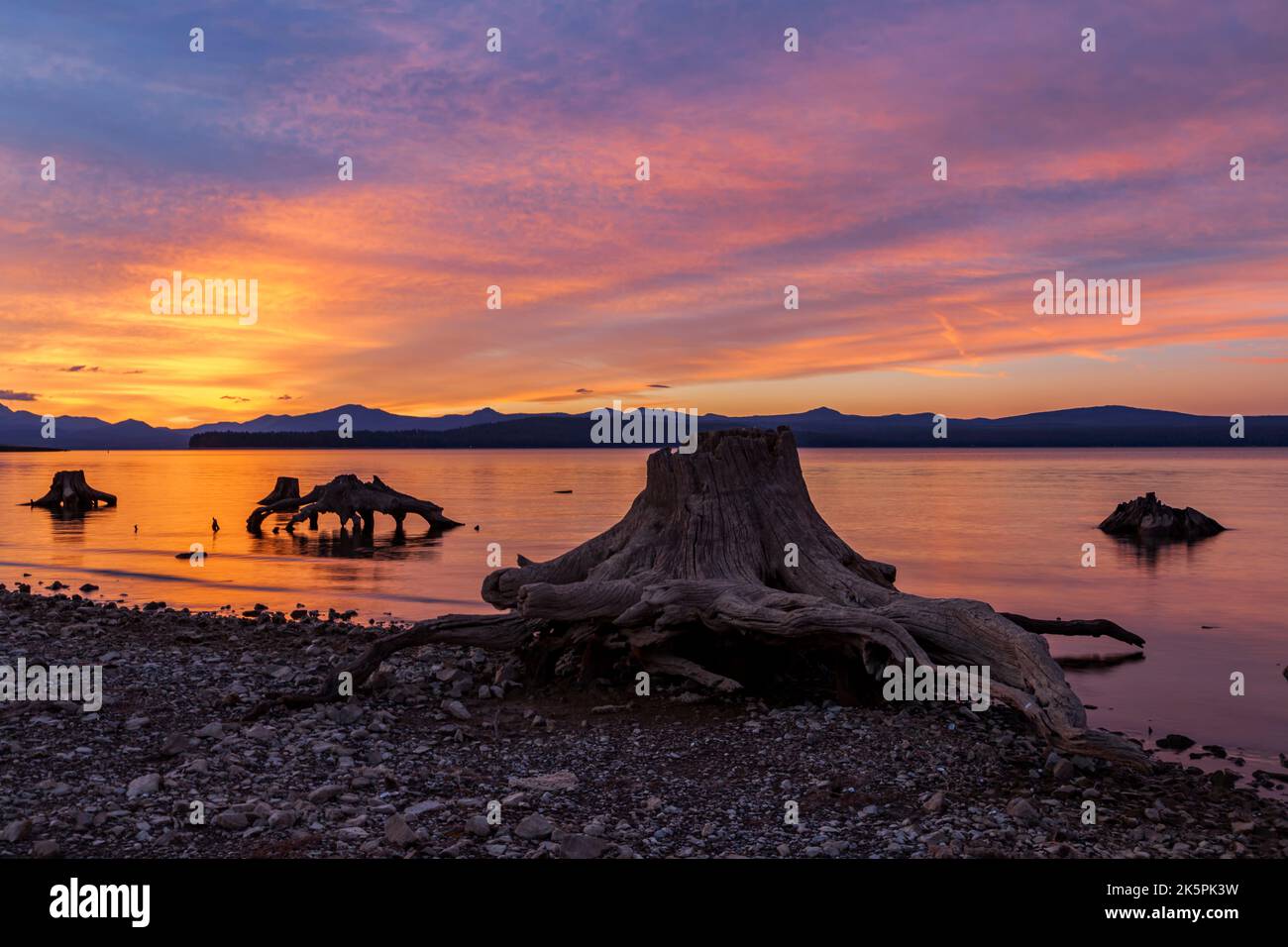 Drought exposes the tap root and trunk of a long ago submerged trees in the low waters of Lake Almanor in Northern California. Stock Photo