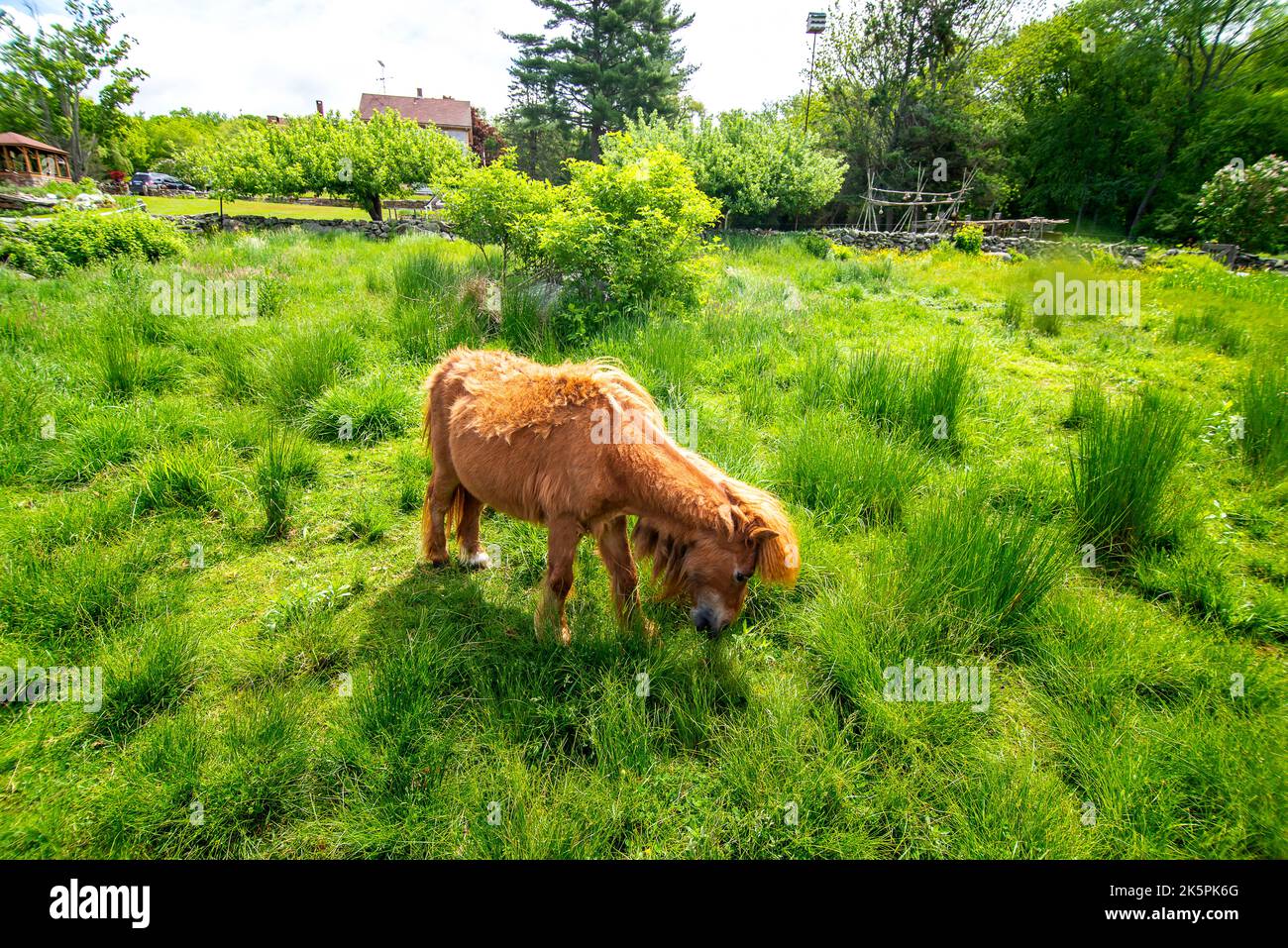 Farm Animals Stock Photo