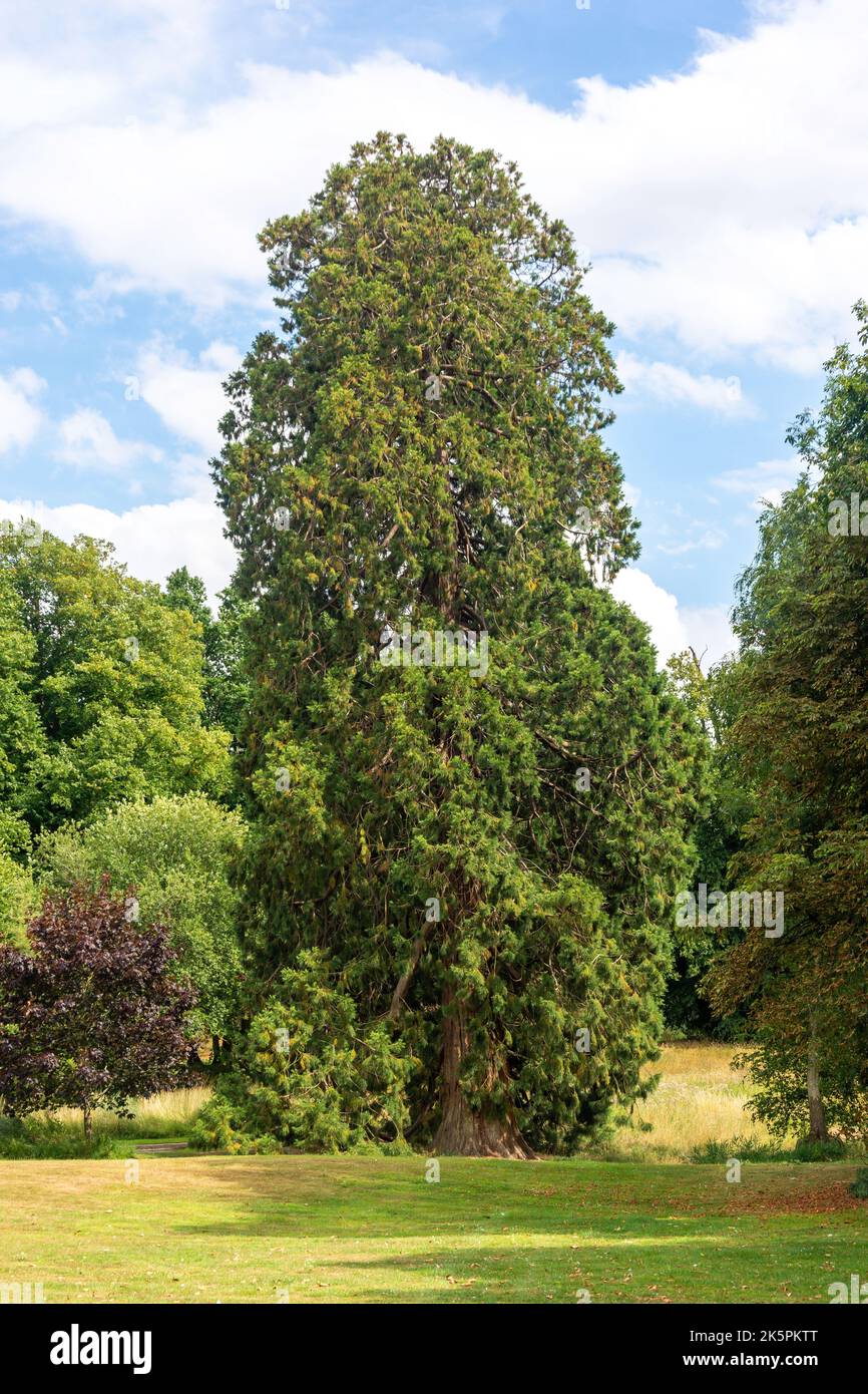 Sequoioideae (Redwood) tree in Hedingham Castle Gardens, Castle Lane, Castle Hedingham, Essex, England, United Kingdom Stock Photo