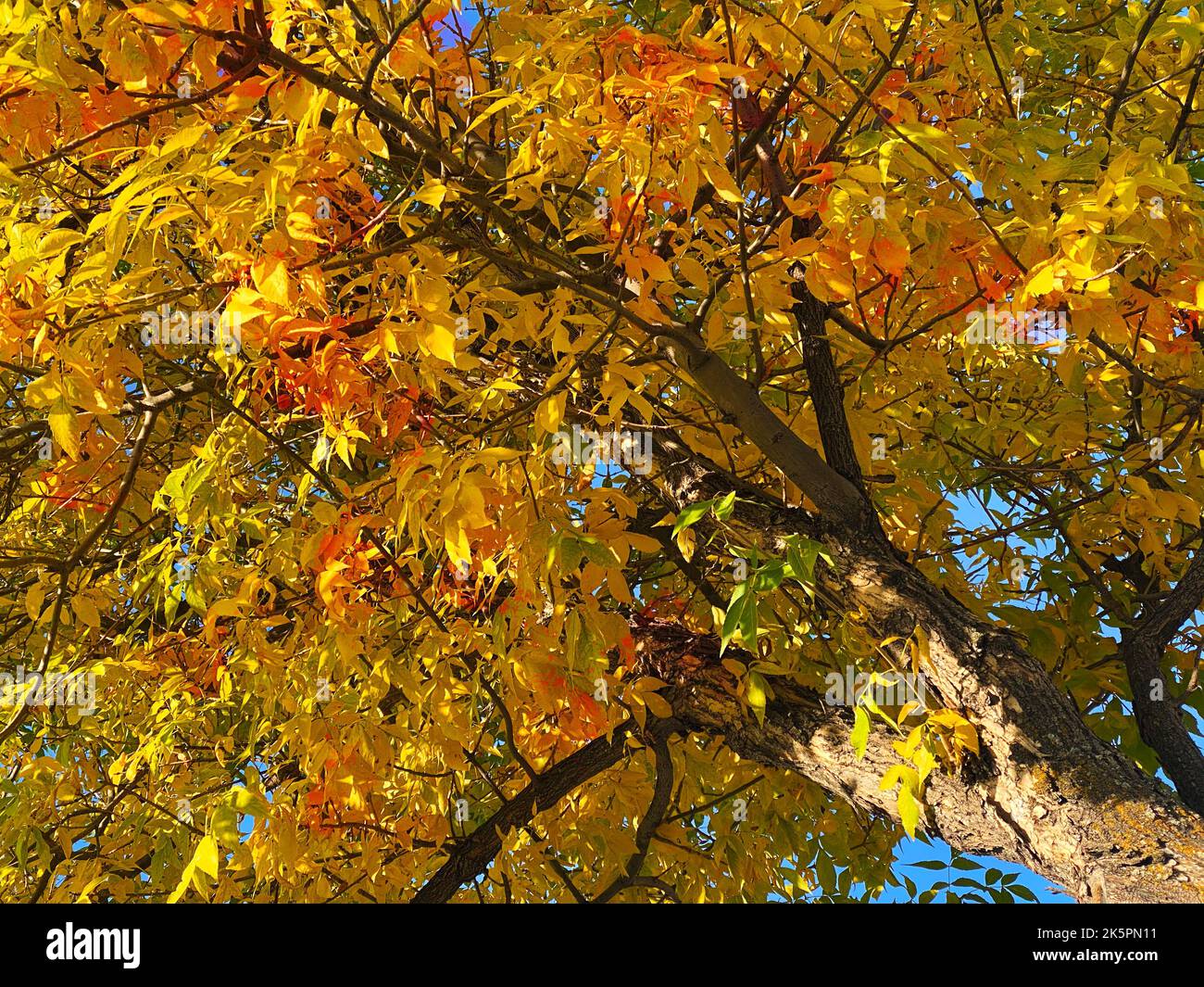 Changing leaf color hi-res stock photography and images - Alamy