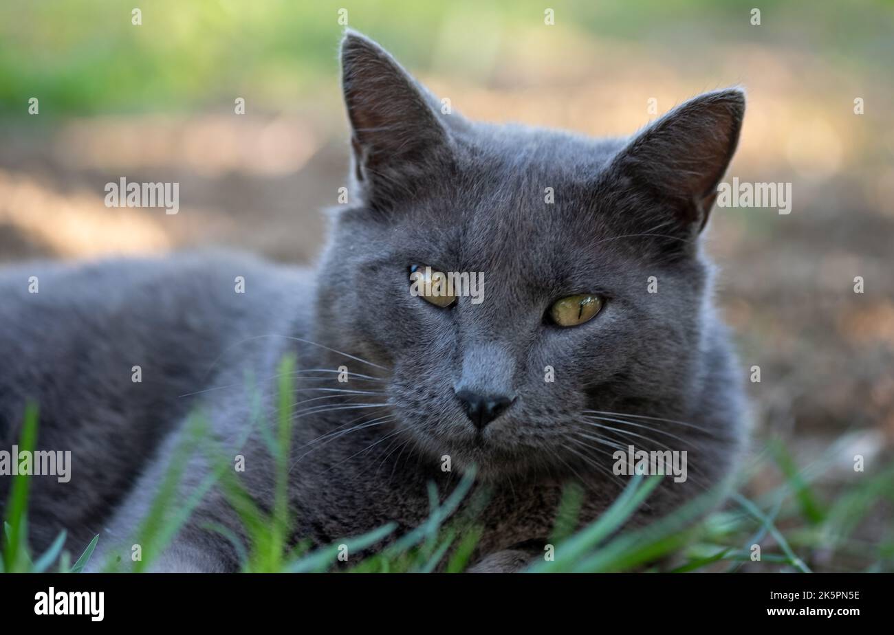 A black Nebelung cat with green eyes lying on grass land Stock Photo ...