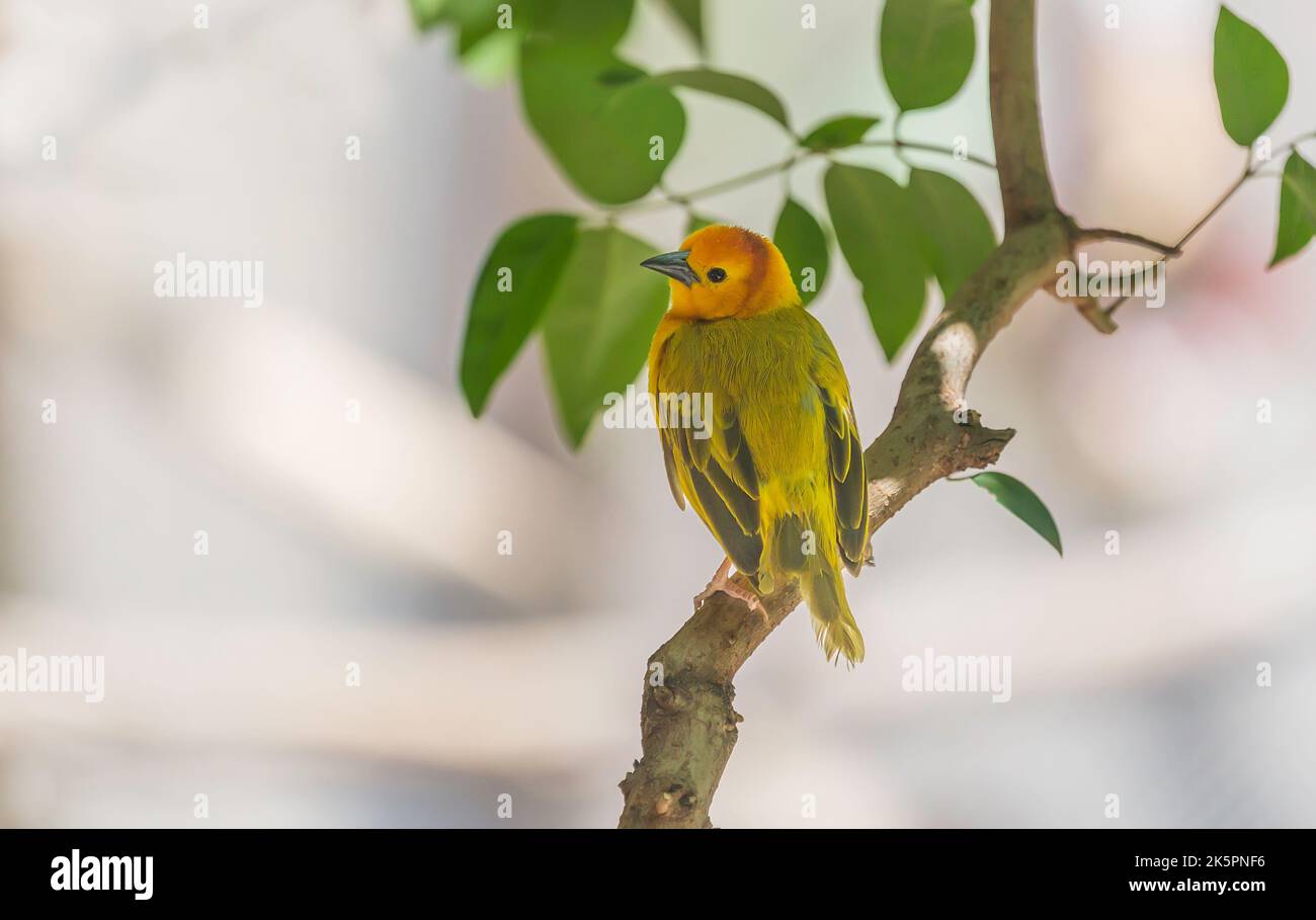 A Western Tanager in Arizona Stock Photo