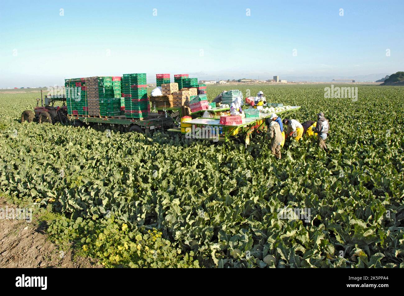 Central California Cauliflower Harvest by latin hispanic workers who