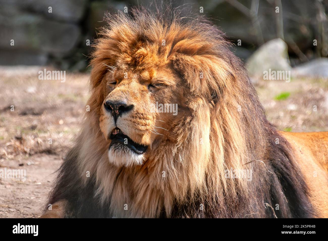 Lion at the zoo Stock Photo - Alamy