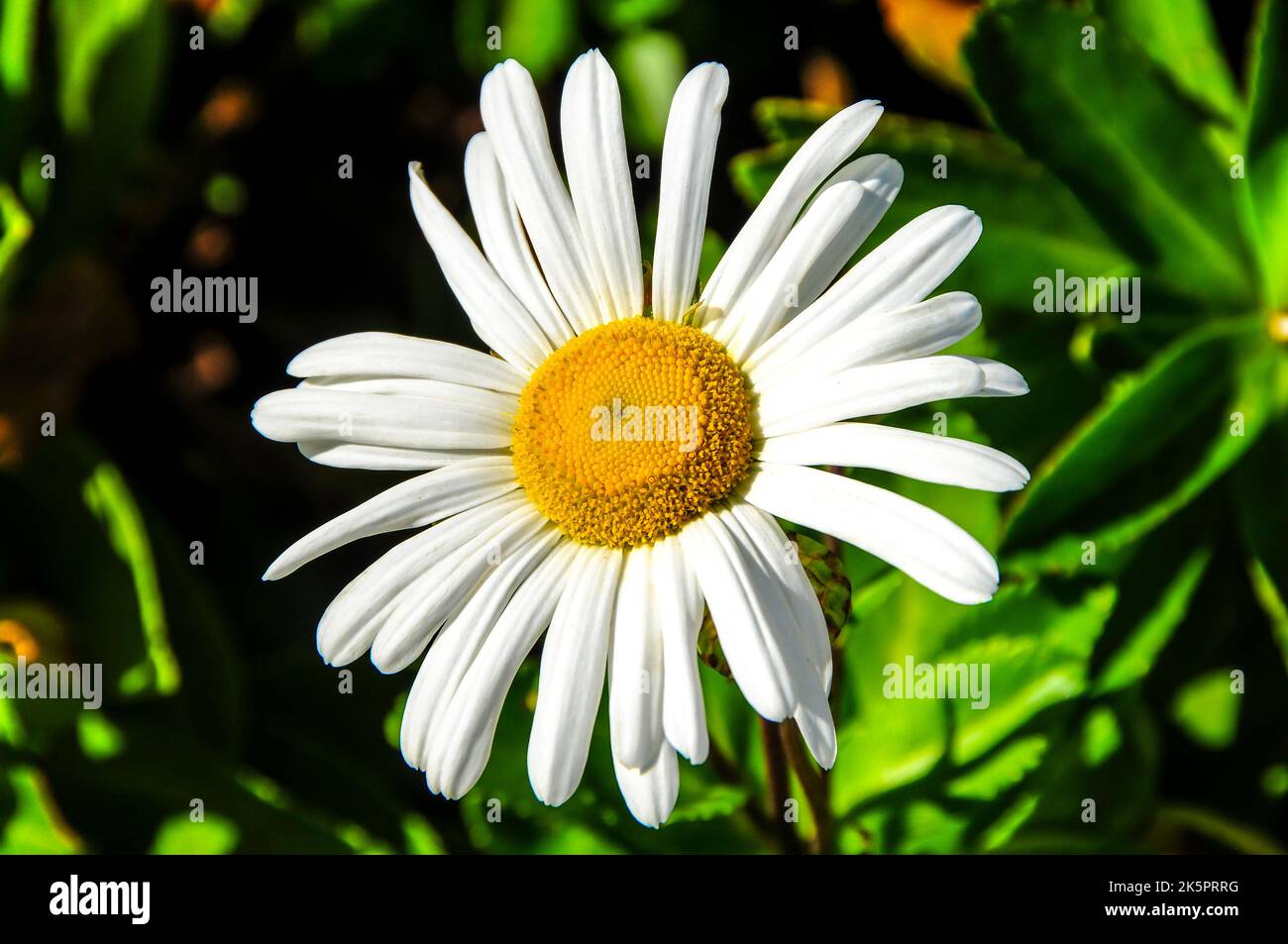 Bouquet of wild flowers hi-res stock photography and images - Alamy