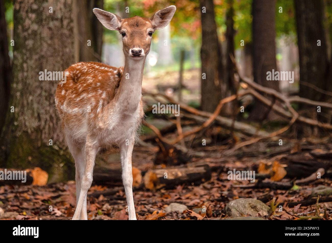 Deer in the woods Stock Photo Alamy