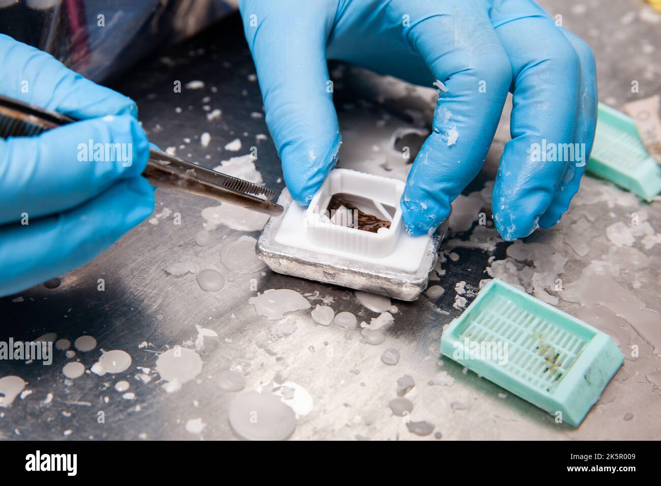 Scientist embedding tissues in paraffin blocks for sectioning