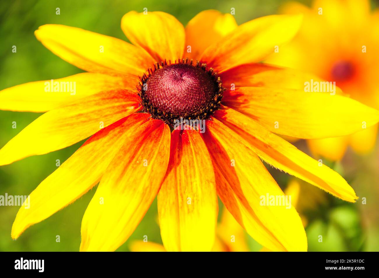 Watercolor flowers set hi-res stock photography and images - Alamy
