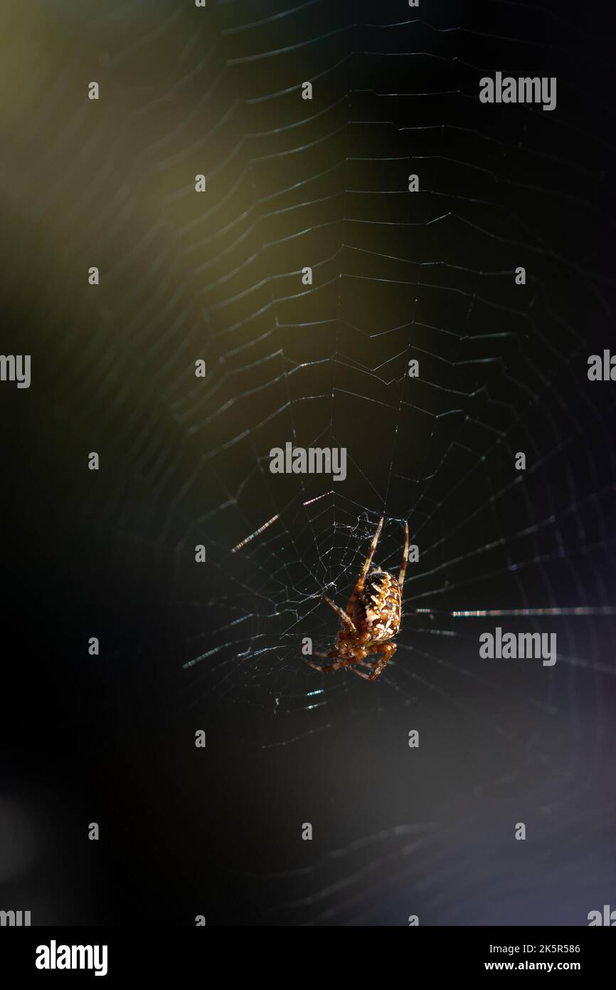 A close-up of a European garden spider in its newly built web net Stock ...