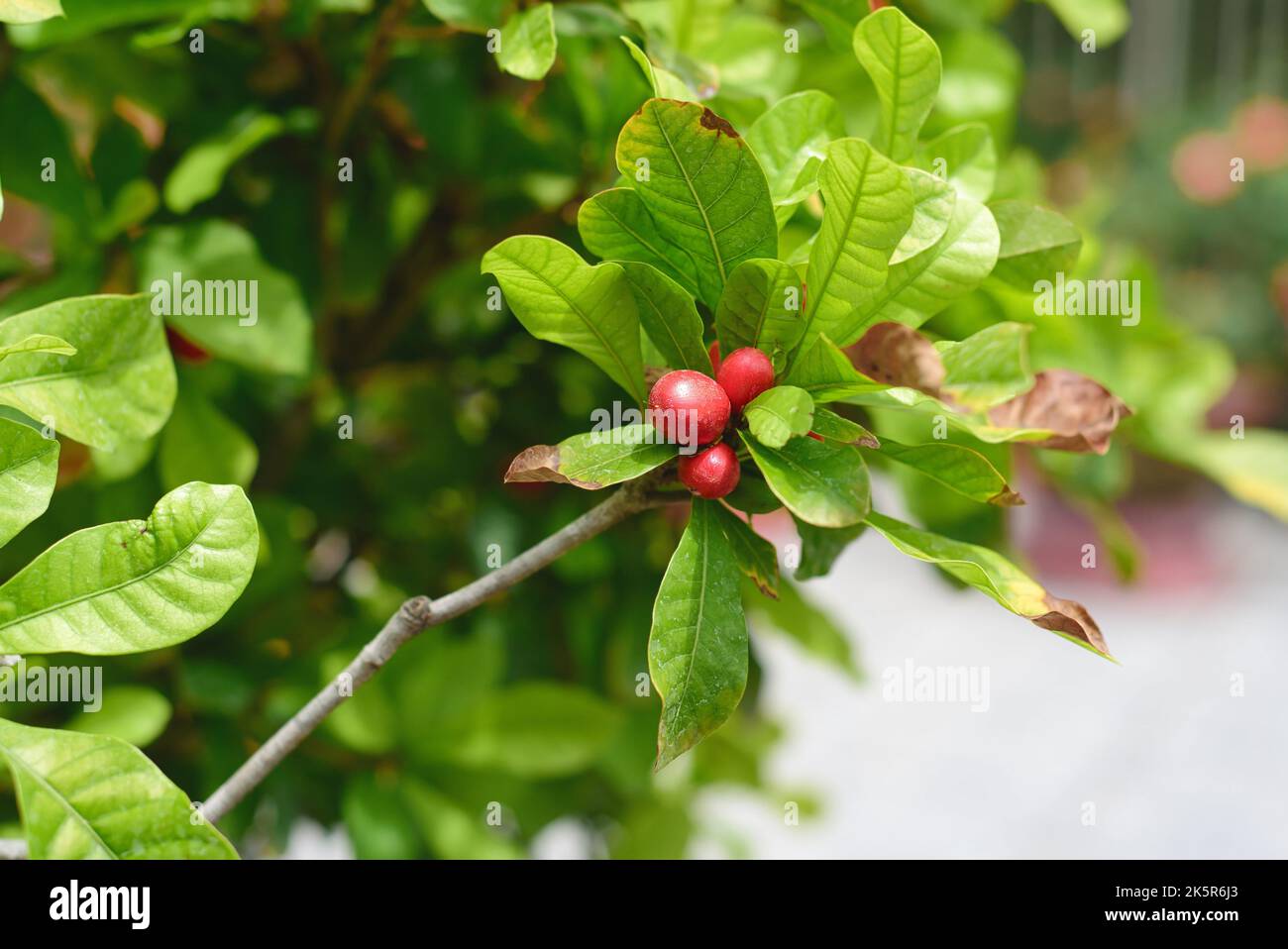 Synsepalum dulcificum known as miracle fruit, miracle berry, miraculous berry, sweet berry Stock Photo