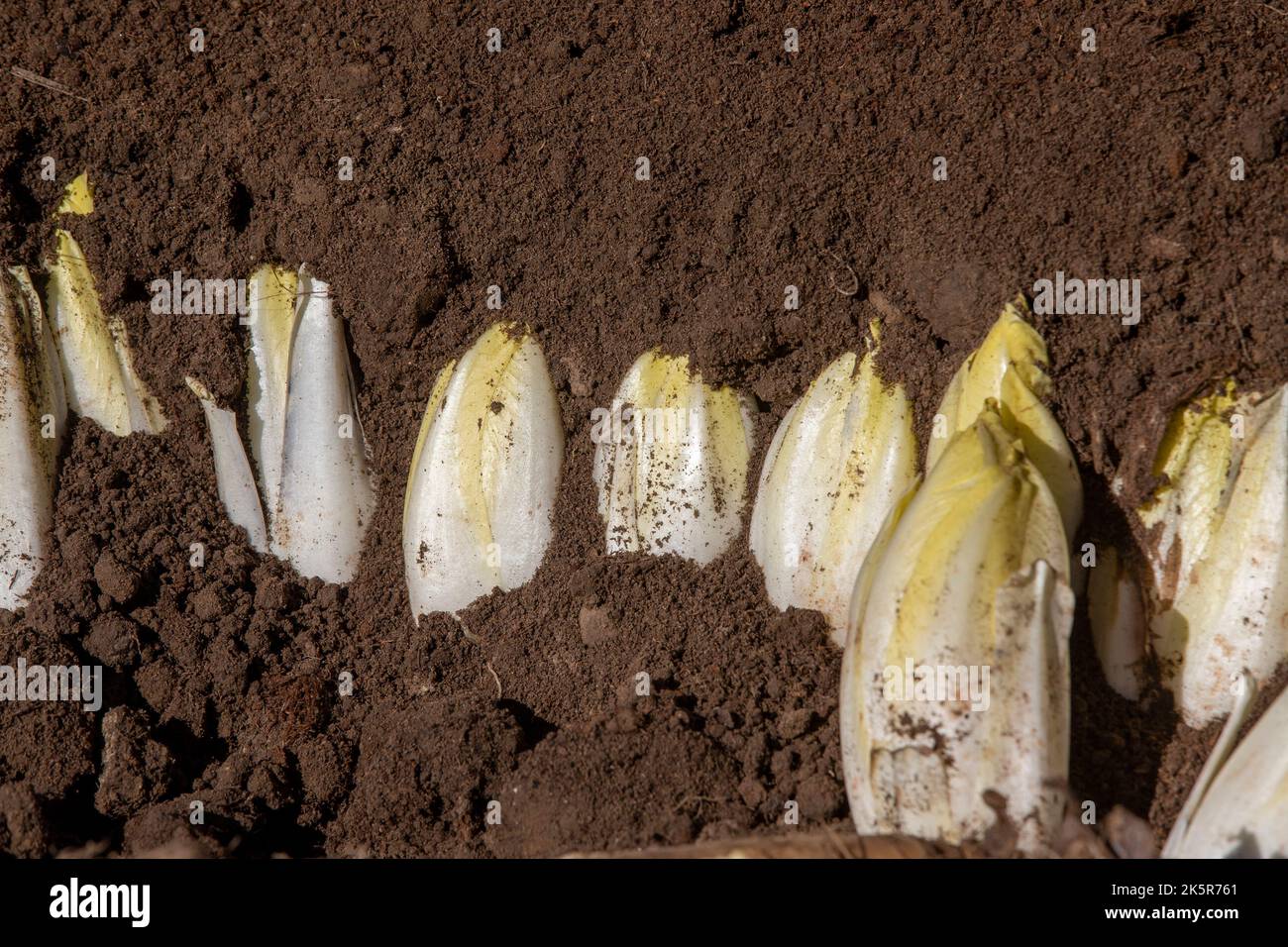 Illustration picture shows ground chicory cultivation during the ...