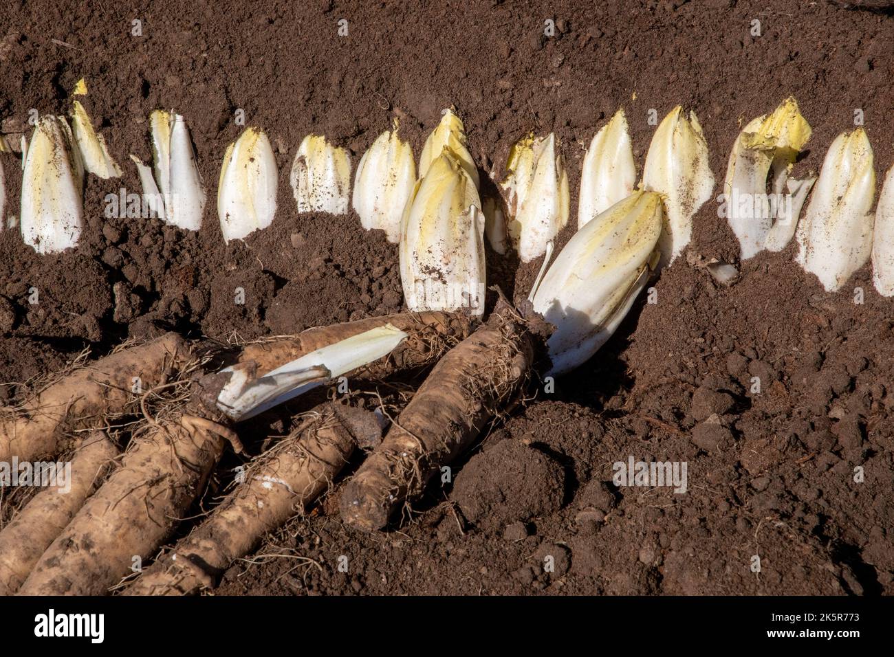 Illustration picture shows ground chicory cultivation during the ...