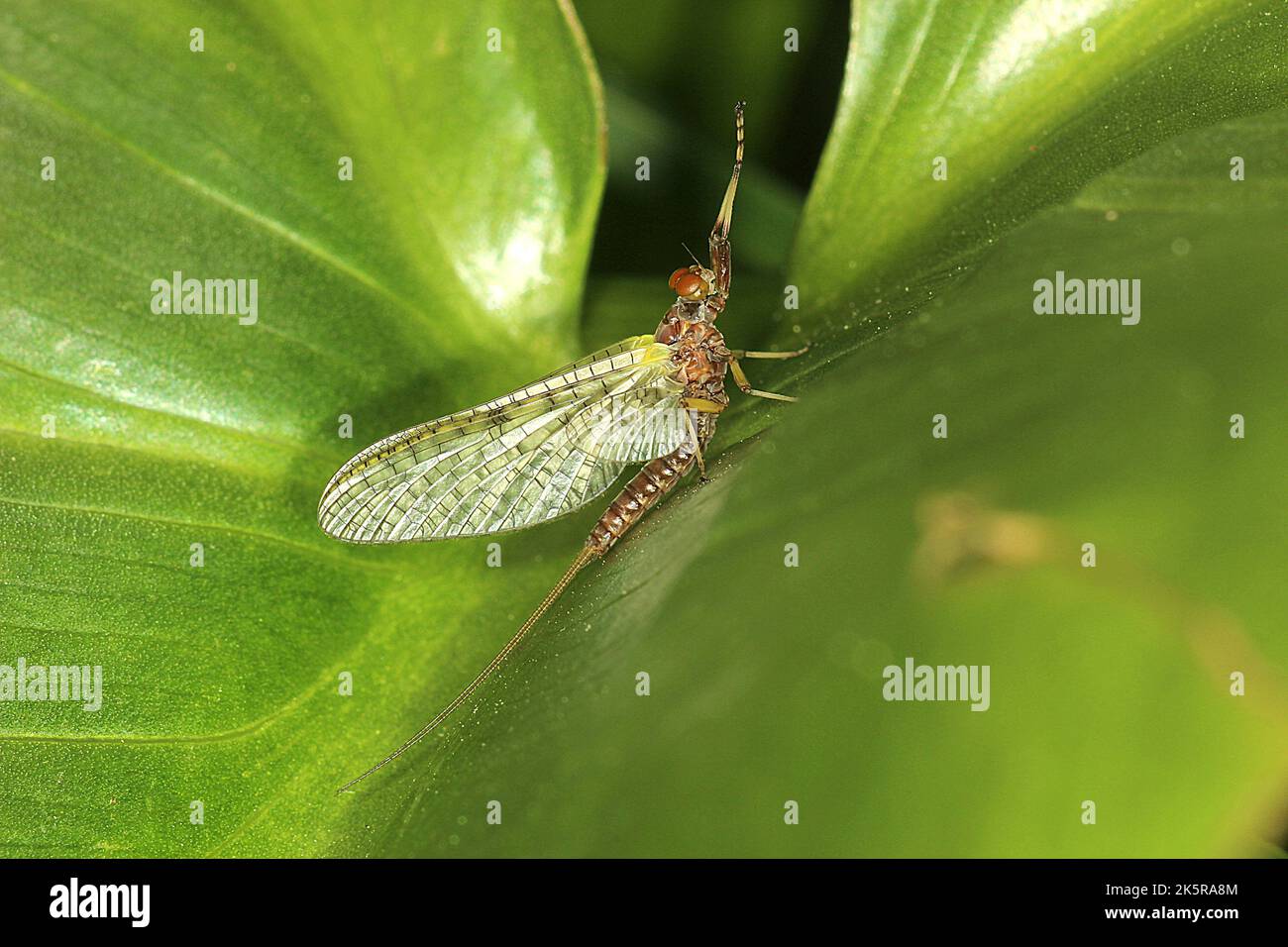 Spiny gilled mayfly (Coloburiscus humeralis) Stock Photo