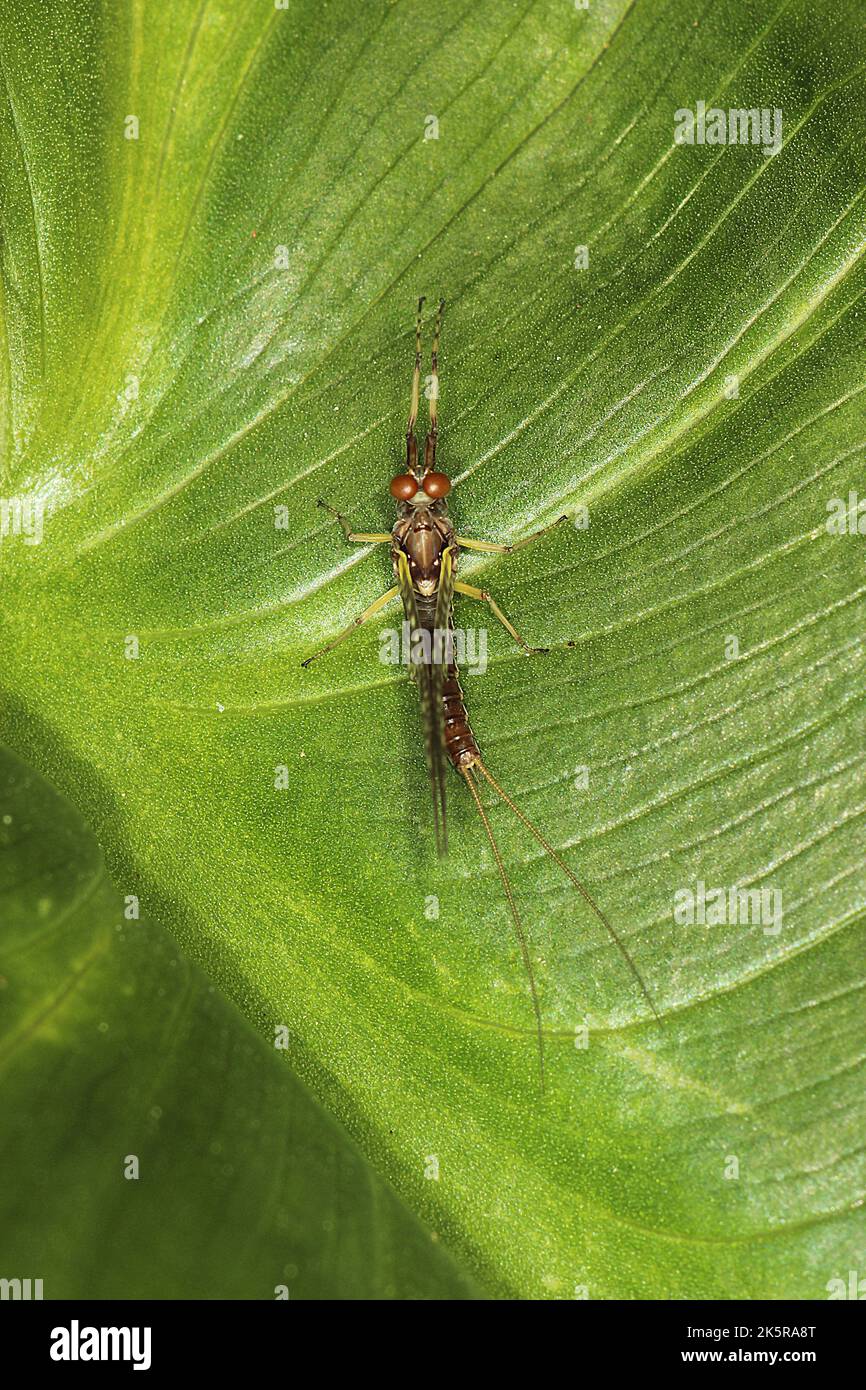 Spiny gilled mayfly (Coloburiscus humeralis) Stock Photo