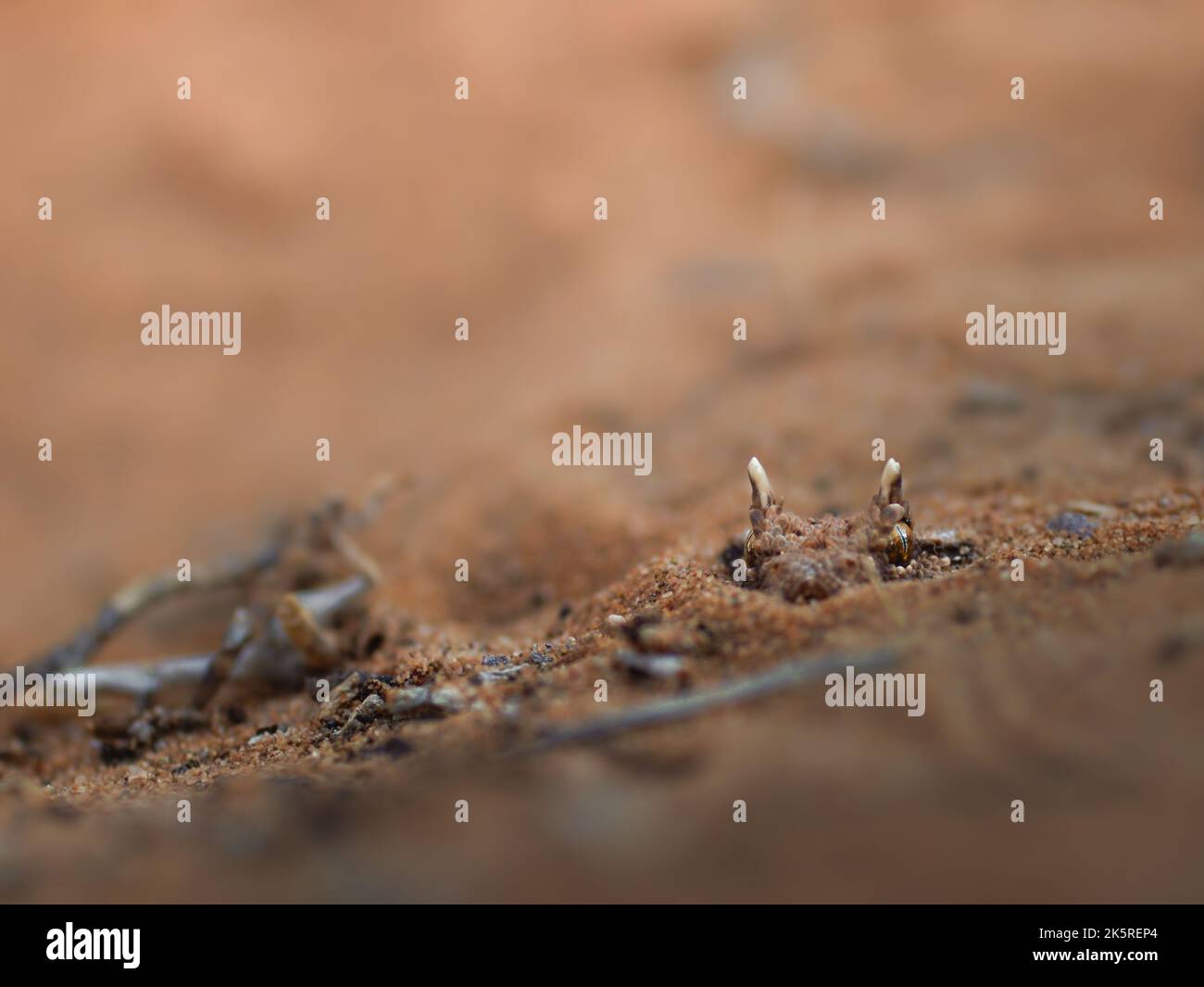 Sandy insects hi-res stock photography and images - Alamy
