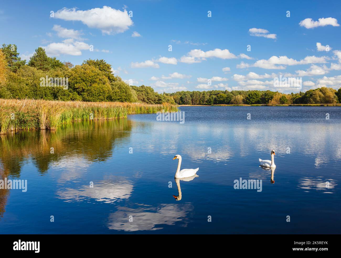 Swans at Little Frensham Pond, Frensham, Surrey, England, UK. Stock Photo