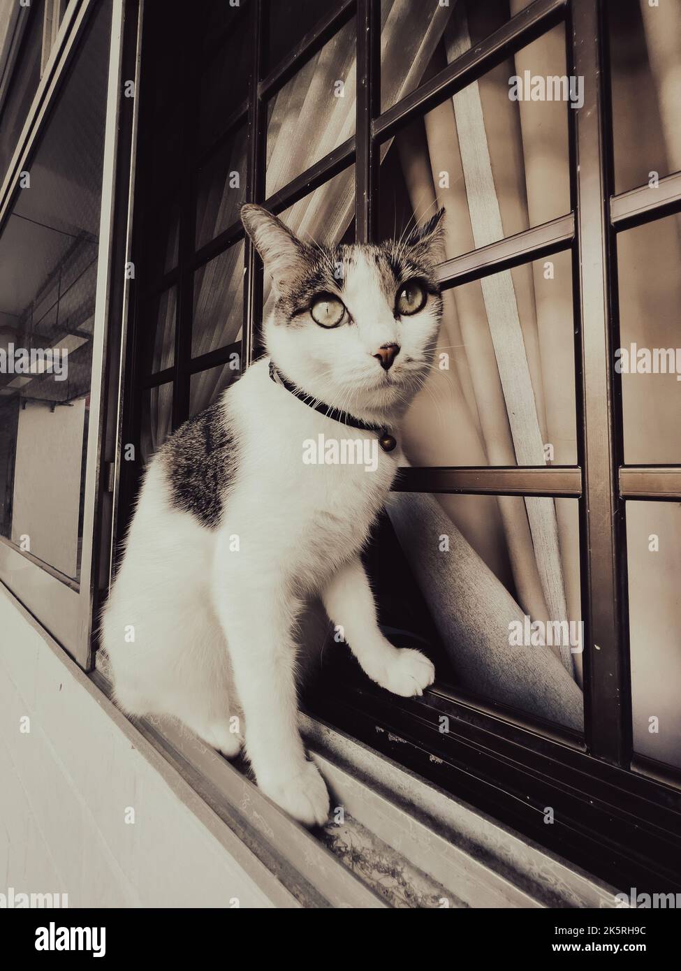 White tabby cat sitting outside a window ledge chilling and staring