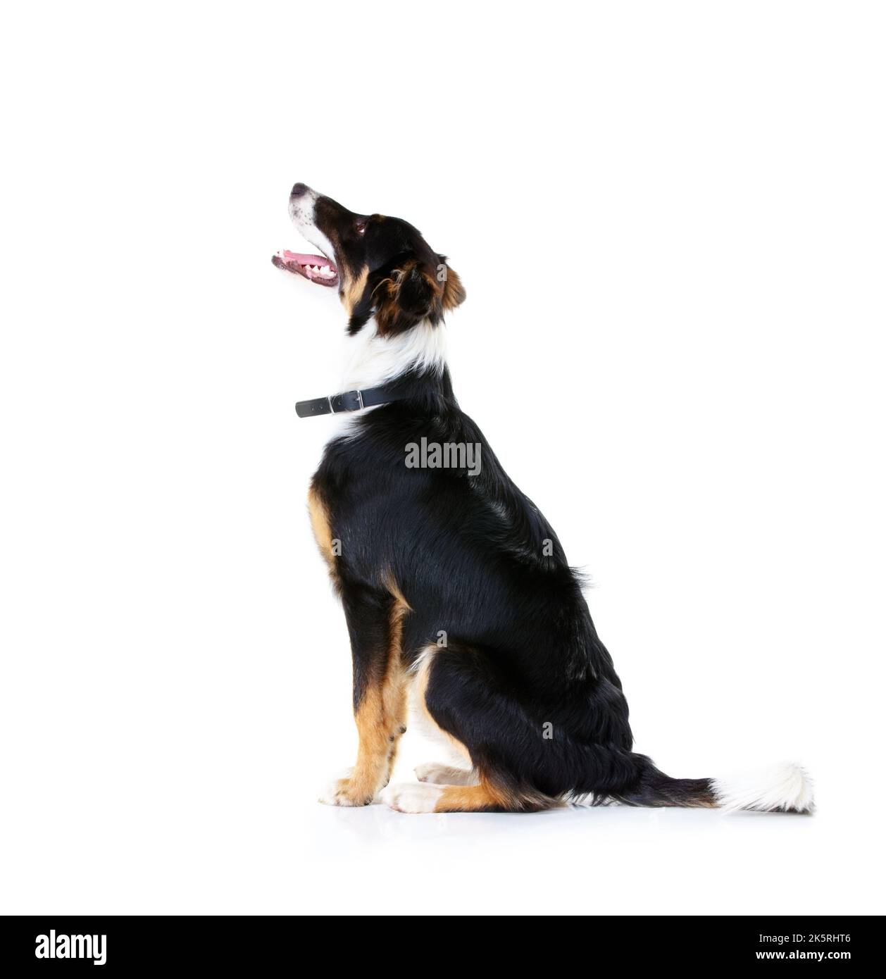 Why Does My Dog Sit On His Side