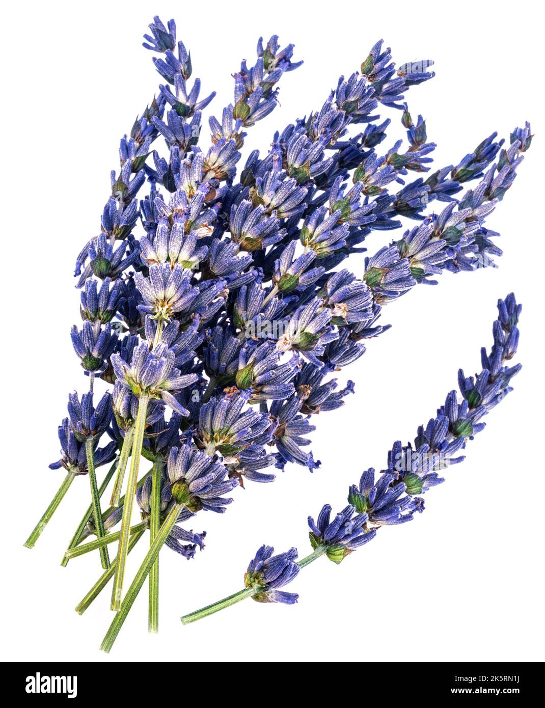 Lavender flowers closeup isolated on white background Stock Photo - Alamy
