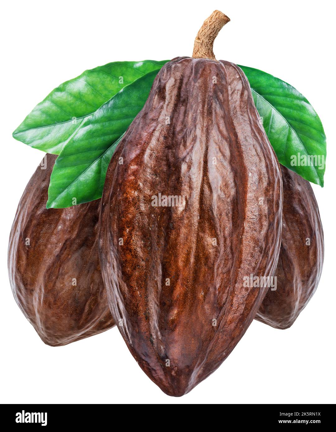 Three cocoa fruits with cocoa tree leaves isolated on white background