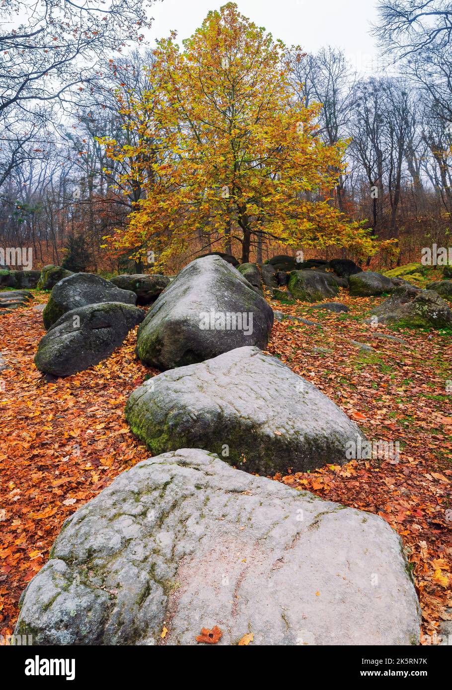 Stones covered by carpet of fallen autumn leaves. Picturesque scene in the autumn park. Stock Photo