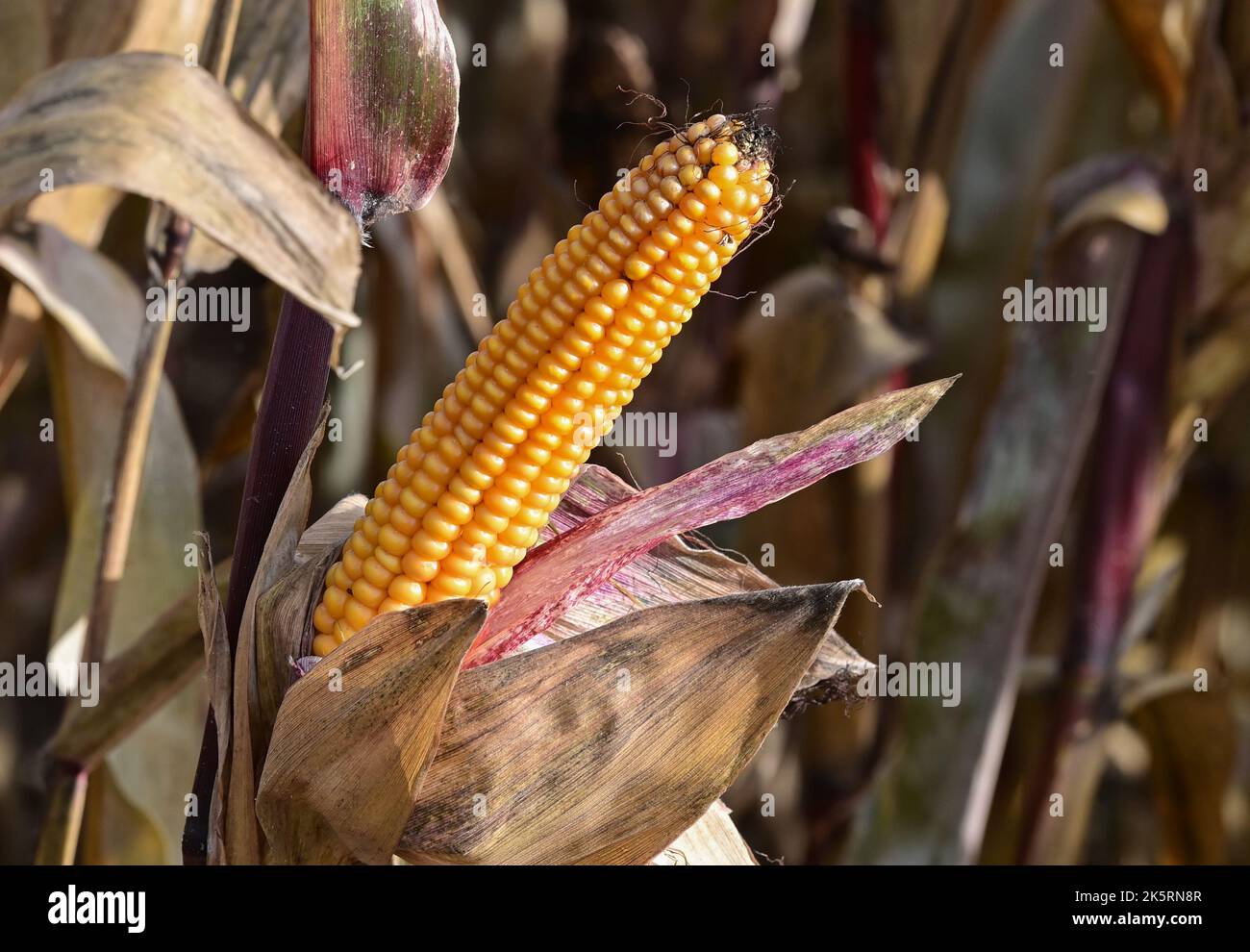 October Corn Mallnow, Germany. 08th Oct, 2022. A ripe corn cob on a plant. Corn is a ...