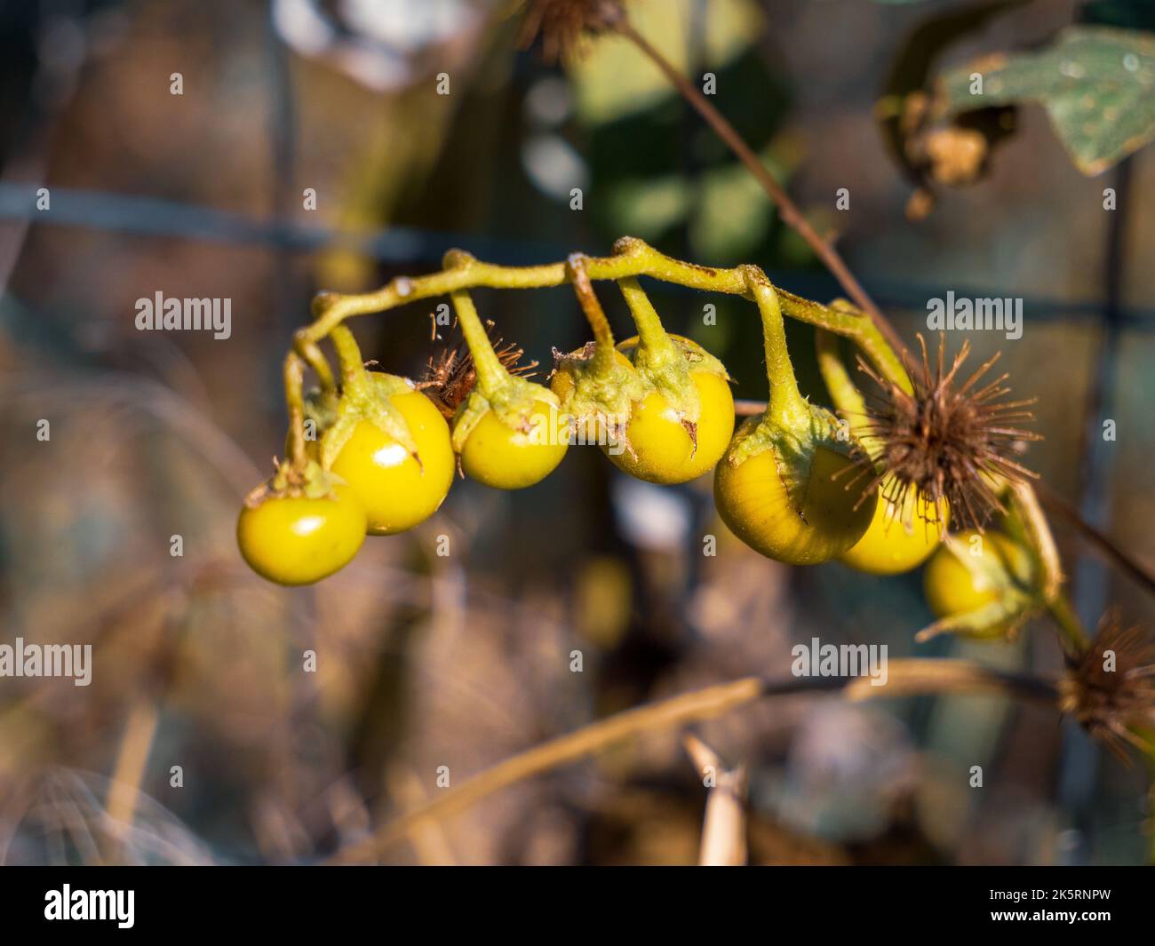 A closeup shot of Carolina Horsenettle plants on a sunny day Stock Photo