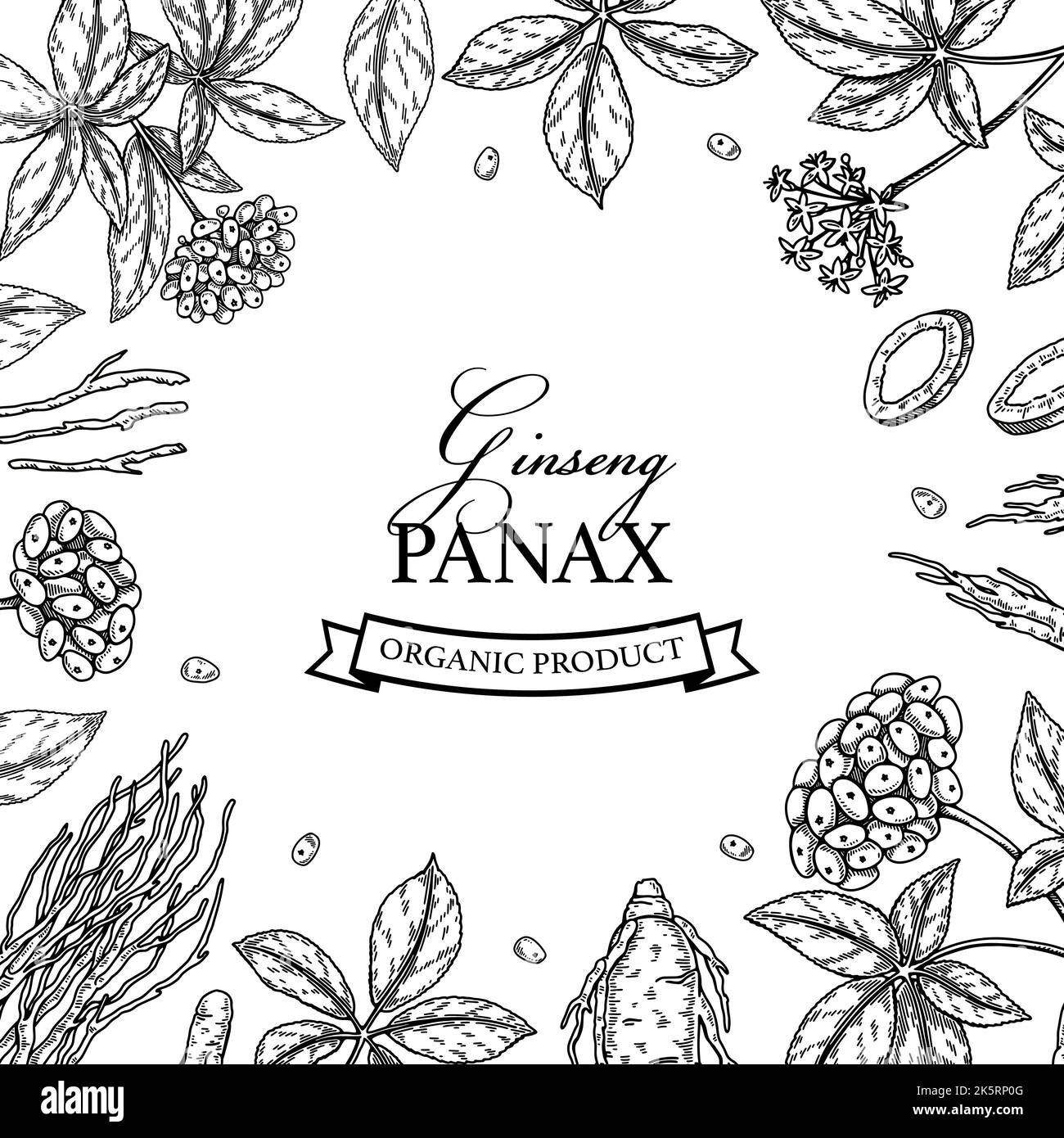 Ginseng square design. Hand drawn botanical vector illustration in sketch style. Can be used for packaging, label, badge. Herbal medicine background Stock Vector
