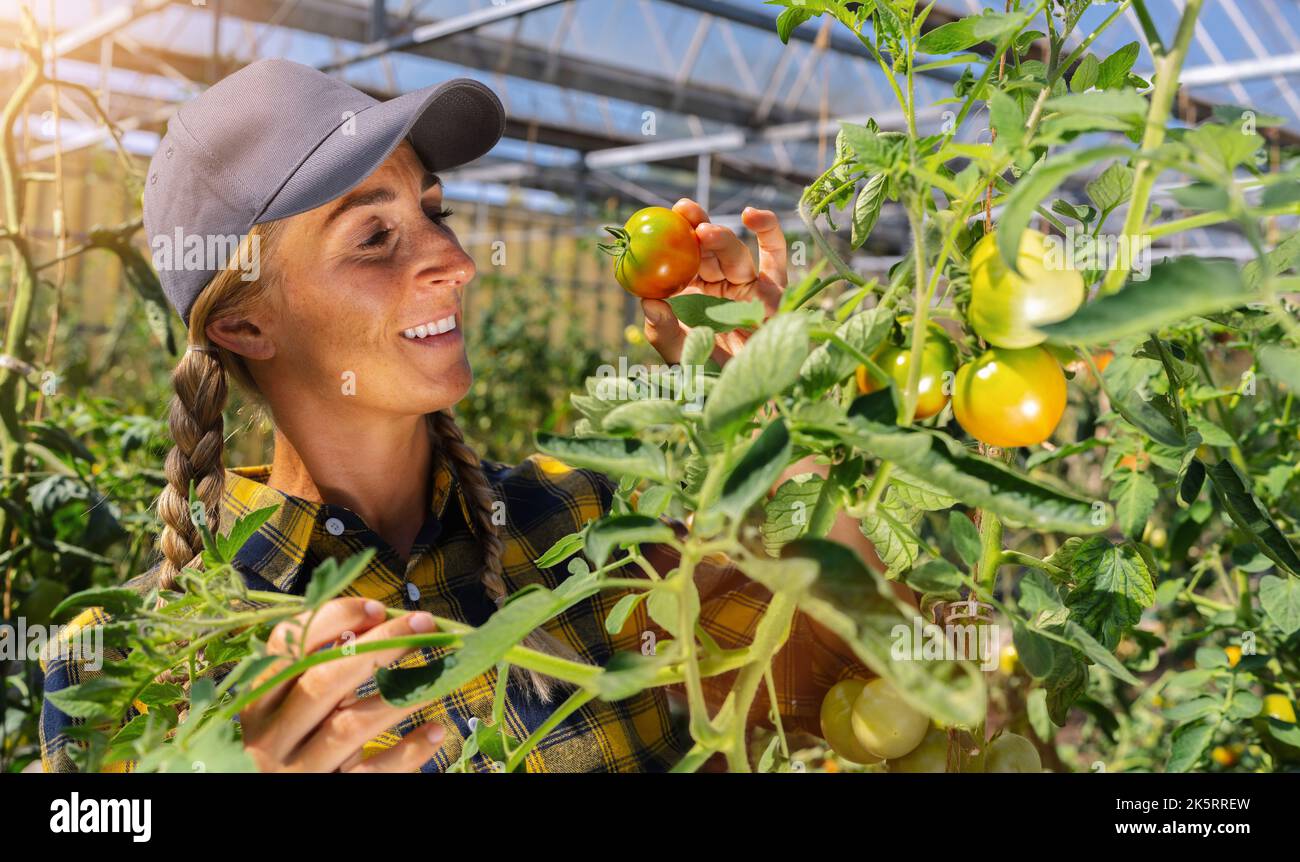 Happy organic female farmer harvesting tomatoes in greenhouse Stock ...