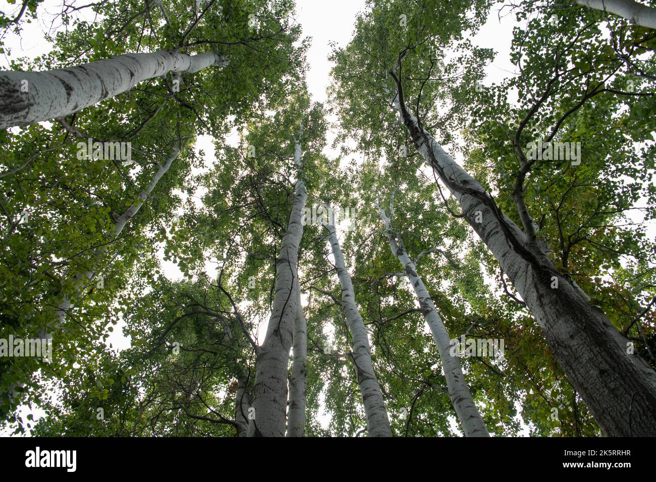 TALL TREES WITH GREEN LEAVES Stock Photo