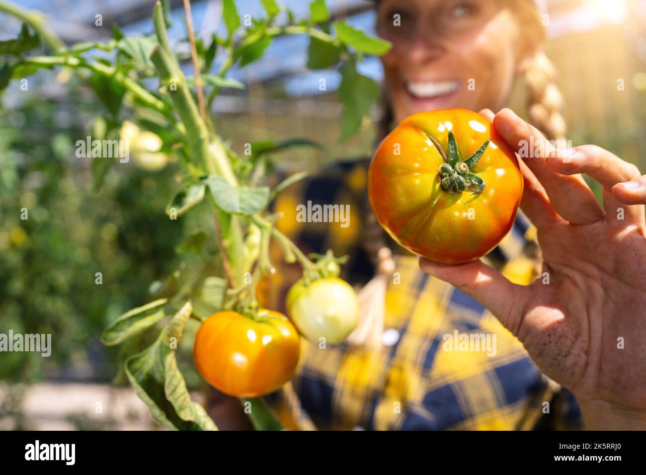 Happy female farmer showing fresh ripe tomato in greenhouse for the ...
