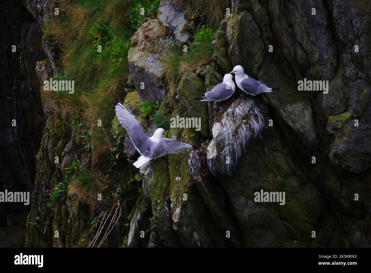 Seagulls nesting on a rocky cliff on Howth Island, Ireland Stock Photo