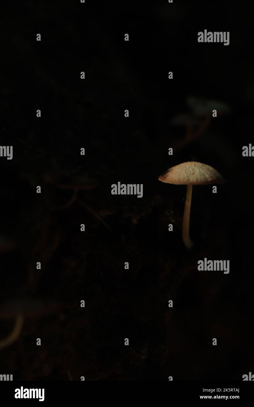 Mushroom with dark background in forest Stock Photo
