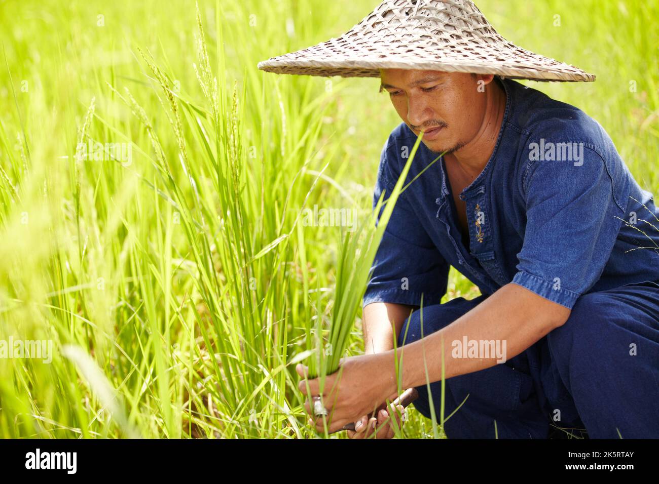Traditional Thailand harvesting method. A Thai farm worker kneels and