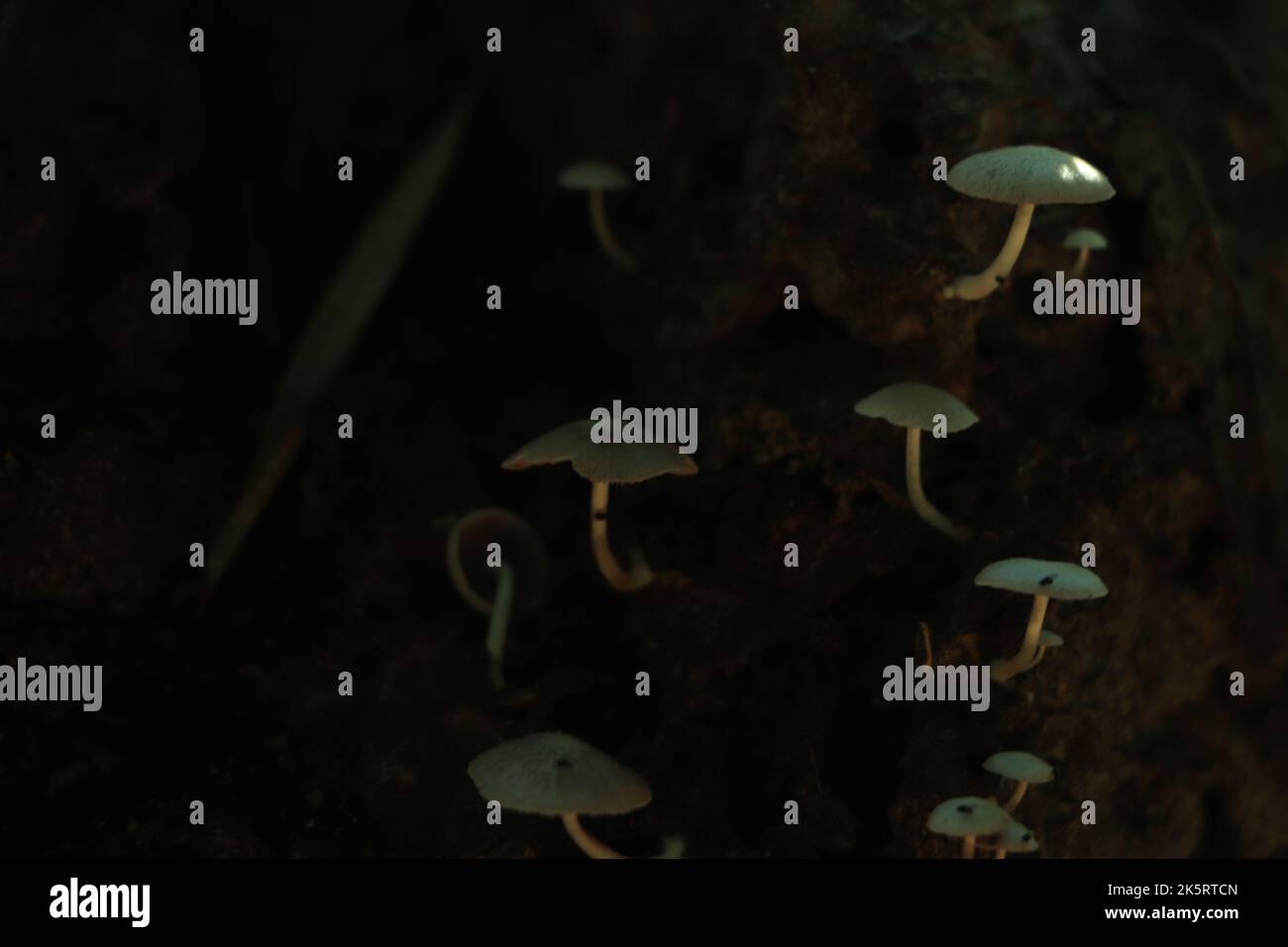 mushroom closeup with blur background Stock Photo