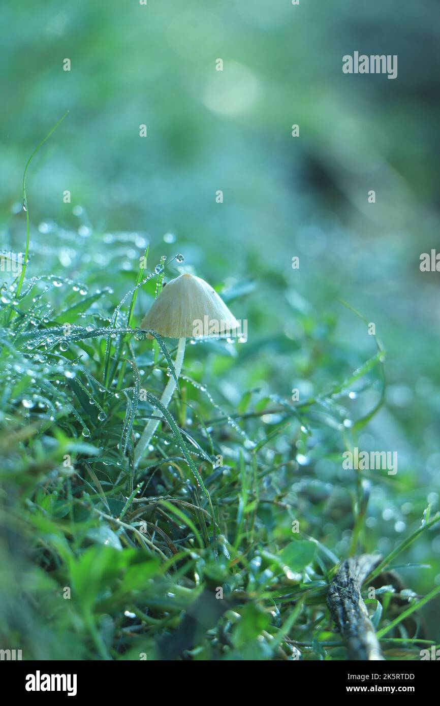 small mushrooms macro nature forest, strong increase in poisonous mushrooms mold Stock Photo