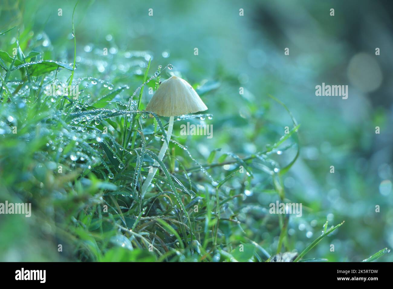 Mushrooms and Moss in the forest Stock Photo