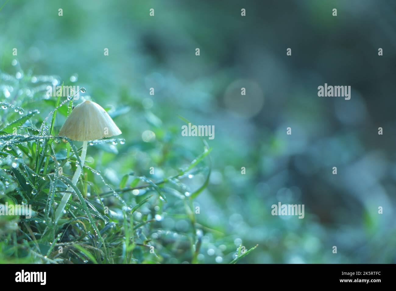 Mushroom on grass, Autumnal seasonal natural background. rainy weather. Mushroom picking, fall time concept. copy space Stock Photo